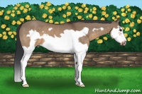 Horse Color:Brown Dun Splash Frame
