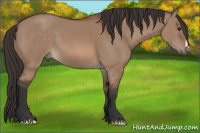 Horse Color:Bay Dun
