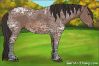 Horse Color:Bay Ice 