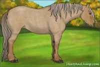 Horse Color:Chocolate Palomino Roan Dun 