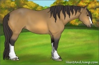 Horse Color:Buckskin 