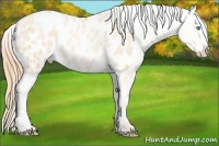 Horse Color:Gold Champagne Roan Pearl Dun Appaloosa 