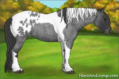 Horse Color: Blue Roan Tobiano Blanket Rabicano 
