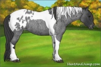 Horse Color:Blue Roan Tobiano Blanket Rabicano 