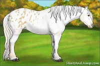 Horse Color:Palomino Roan Dun Frame Appaloosa 