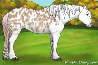 Horse Color:Red Dun Blanket Rabicano