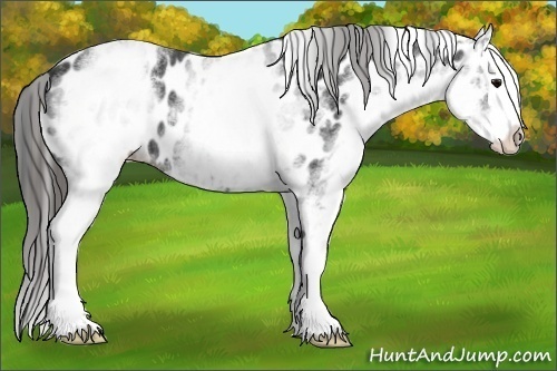 Horse Color: White Spotted Black Splash Near Leopard 