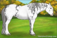 Horse Color:White Spotted Black Splash Appaloosa 