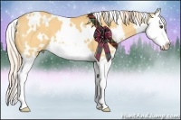 Horse Color:White Spotted Palomino Dun Splash 