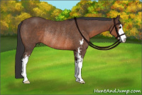 Horse Color:Brown Sabino Rabicano 