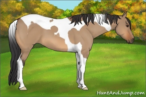 Horse Color: Bay Dun Tobiano 