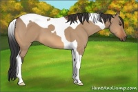 Horse Color:Bay Dun Tobiano 