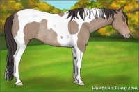Horse Color:Sable Champagne Tobiano Rabicano 
