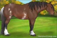 Horse Color:White Spotted Bay Sabino