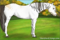 Horse Color:White Spotted Buckskin Dun 