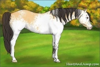 Horse Color:White Spotted Buckskin Dun 