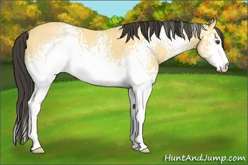 Horse Color: White Spotted Buckskin Dun 