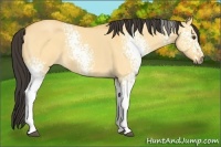Horse Color:White Spotted Buckskin Dun 