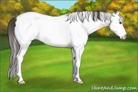 Horse Color:White Spotted Buckskin Dun 