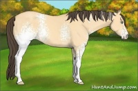 Horse Color:White Spotted Amber Cream Champagne Dun 