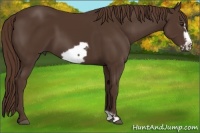 Horse Color:Liver Chestnut Frame 