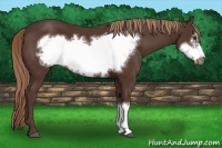Horse Color:Liver Chestnut Frame 