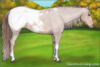 Horse Color:Liver Chestnut Snowcap 