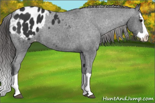 Horse Color: Black Splash Blanket 