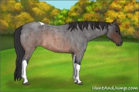 Horse Color:Brown Roan Tobiano 