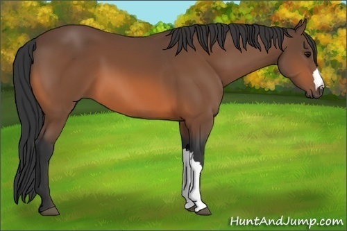 Horse Color: Bay 