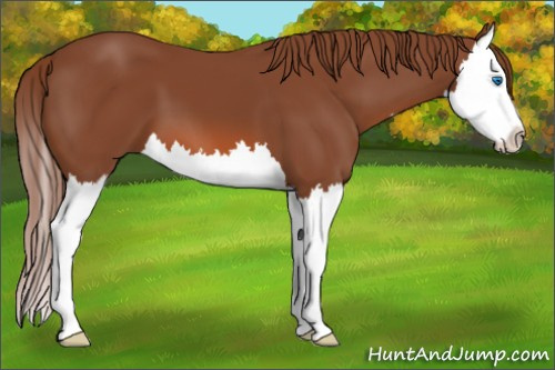Horse Color: Liver Chestnut Sabino Splash 