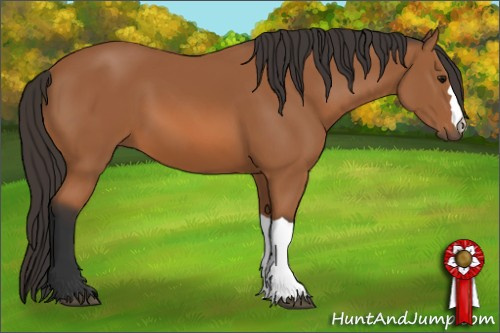 Horse Color: Bay 
