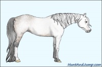 Horse Color:Gray Buckskin 
