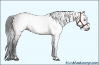 Horse Color:Gray Bay 