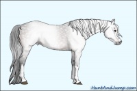 Horse Color:Gray Bay 