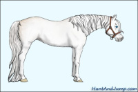 Horse Color:Gray Silver Amber Champagne Dun Splash 