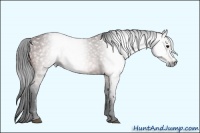 Horse Color:Gray Bay 