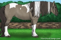 Horse Color:Smoky Grullo Tobiano Rabicano 