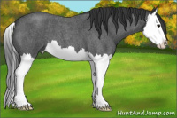 Horse Color:Blue Roan Splash 
