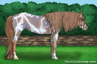 Horse Color:Red Roan Frame Appaloosa 