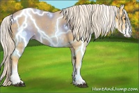 Horse Color:White Spotted Palomino Roan