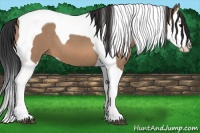 Horse Color:Bay Dun Splash Tobiano 