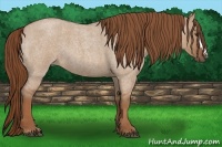 Horse Color:Red Dun Roan 