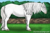 Horse Color:White Spotted Silver Buckskin Pearl Blanket 