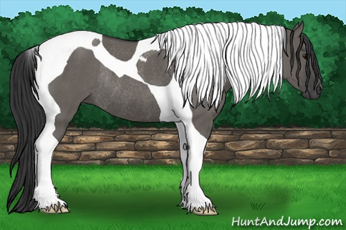 Horse Color: Grullo Tobiano Rabicano 