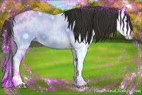 Horse Color:Bay Dun Splash Rabicano 