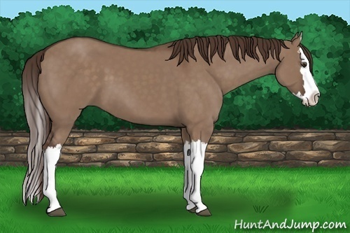 Horse Color: Liver Red Dun Splash 