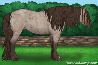 Horse Color:Liver Red Dun Roan 