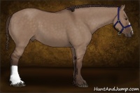 Horse Color:Liver Red Dun 