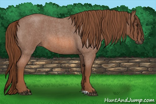 Horse Color: Red Roan 